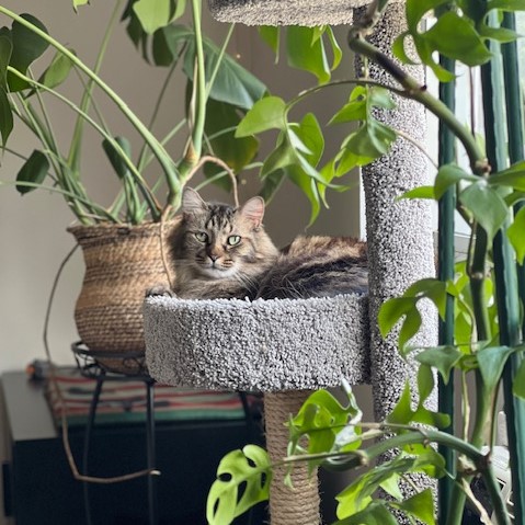 Kitty hiding in plants